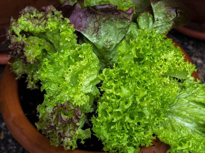 Der Salat mit Wurzeln hat einen neuen Topf