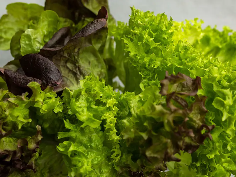 Salat mit Wurzeln wieder einpflanzen | Mehr-als-Rohkost.de