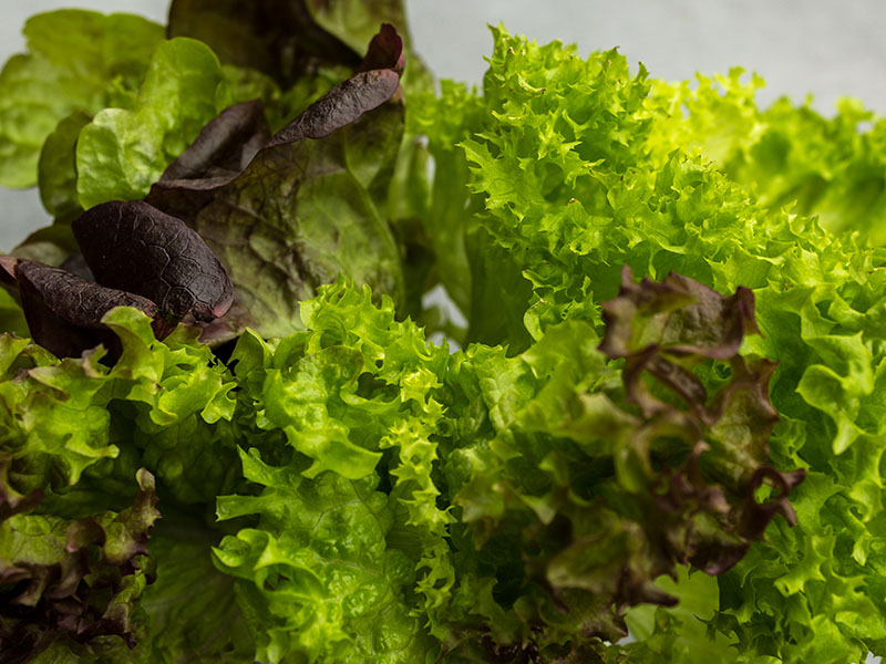 Der Salat ist immer noch ganz frisch