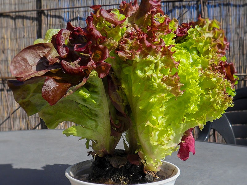 Salat mit Wurzeln